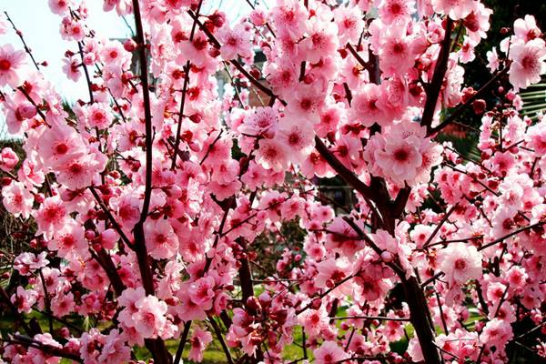 梅花盆景的夏季养护 梅花盆景的夏季养护