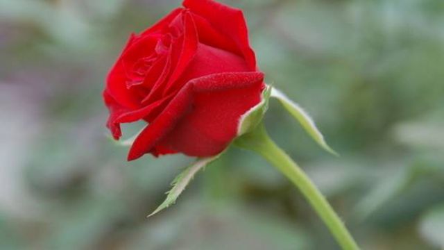 玫瑰花的病虫害防治 玫瑰花的病虫害防治