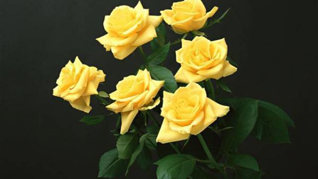 如何延长玫瑰花束的保鲜期 如何延长玫瑰花束的保鲜期