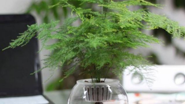 水培文竹的制作和养护 水培文竹的制作和养护