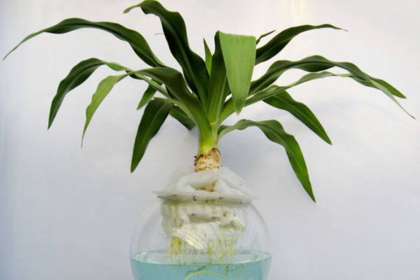 文殊兰水培方法 文殊兰水培方法