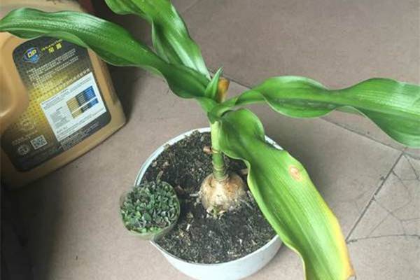 文殊兰叶斑病防治方法 文殊兰叶斑病防治方法