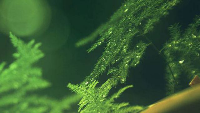 文竹播种方法 文竹播种方法