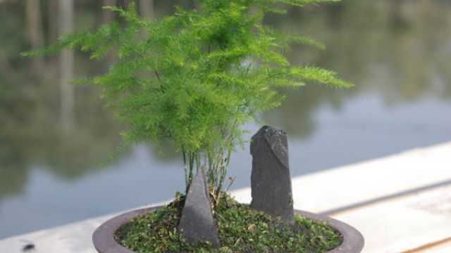 文竹长高怎么办 文竹长高怎么办