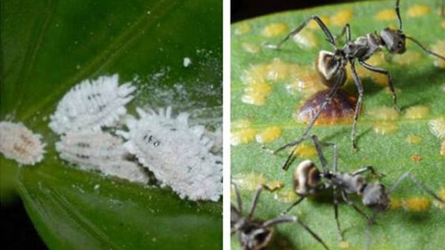 龟背竹常见虫害及防治方法 龟背竹常见虫害及防治方法