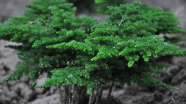 文竹十二个月养护技巧 文竹十二个月养护技巧
