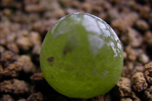 灯泡常见虫害及防治办法 灯泡常见虫害及防治办法