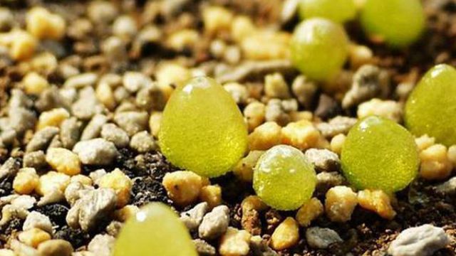 多肉灯泡的施肥方法 多肉灯泡的施肥方法