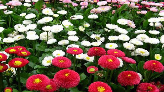 雏菊有哪些品种 雏菊有哪些品种