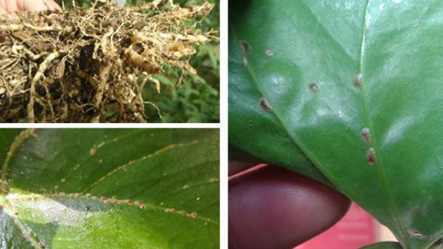 红掌虫害及防治办法 红掌虫害及防治办法