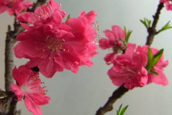 桃花的病害防治 桃花的病害防治