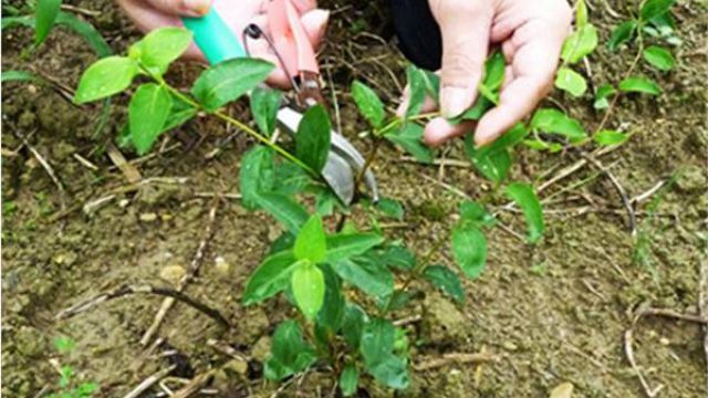 金银花冬季如何修剪 金银花冬季如何修剪