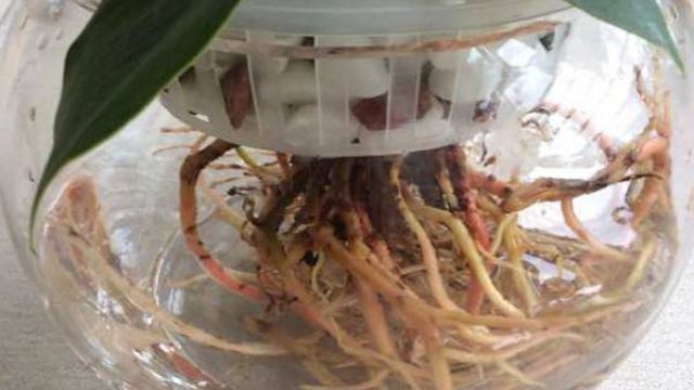 如何防止水培红掌烂根 如何防止水培红掌烂根