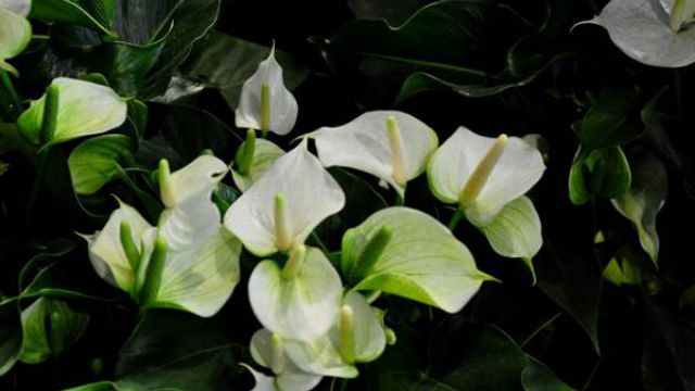 白掌繁殖方法 白掌繁殖方法