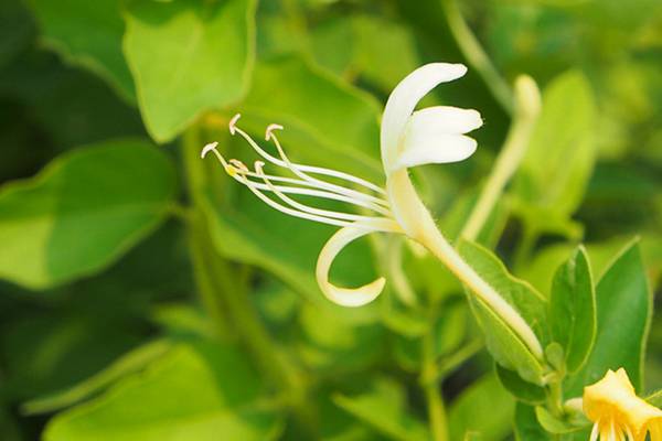 养花达人分享金银花各式修剪(组图) 养花达人分享金银花各式修剪(组图)