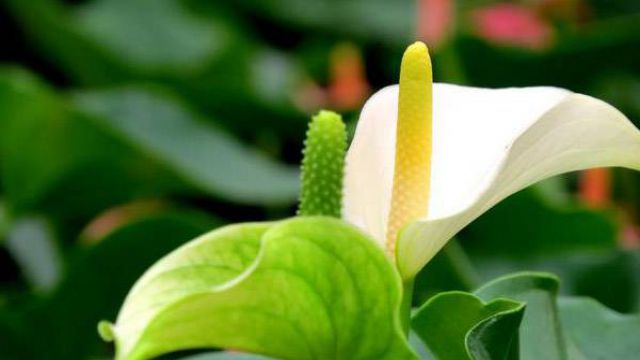 白掌花语及象征 白掌花语及象征