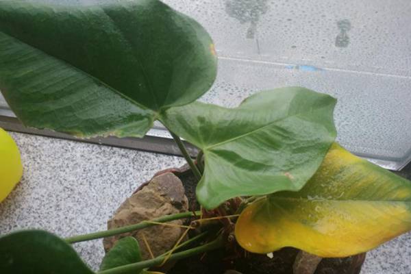 白掌叶子发黄怎么办 白掌叶子发黄怎么办