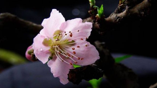 桃花盆景养护的三大要点 桃花盆景养护的三大要点