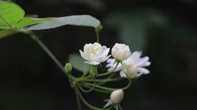 七里香怎么繁殖 七里香怎么繁殖