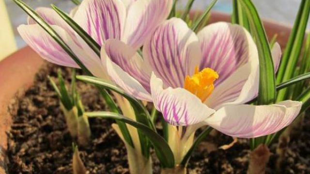 藏红花(番红花)盆栽养殖方法及注意事项 藏红花(番红花)盆栽养殖方法及注意事项