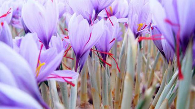 怎么选择藏红花(番红花)种球 怎么选择藏红花(番红花)种球