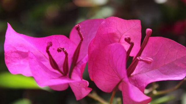 三角梅的花期养护 三角梅的花期养护