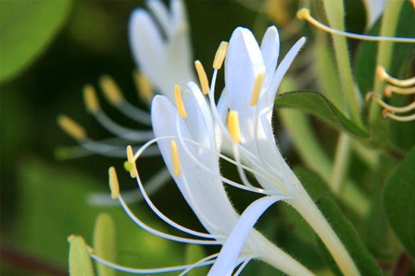 金银花常见病害防治方法 金银花常见病害防治方法