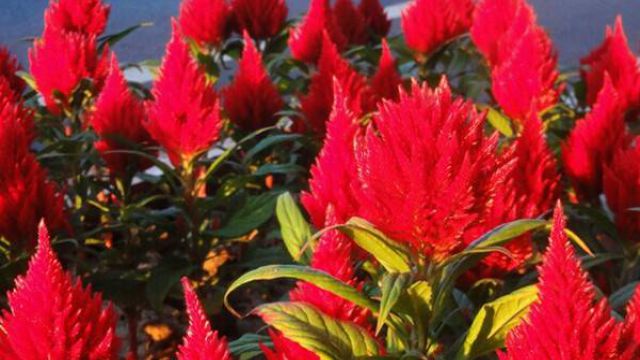 盆栽火炬花怎么养 盆栽火炬花怎么养