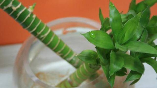 富贵竹茎秆枯萎了怎么办 富贵竹茎秆枯萎了怎么办