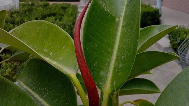橡皮树开花吗? 橡皮树开花吗?