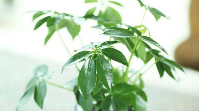鸭脚木可以水培吗 鸭脚木可以水培吗