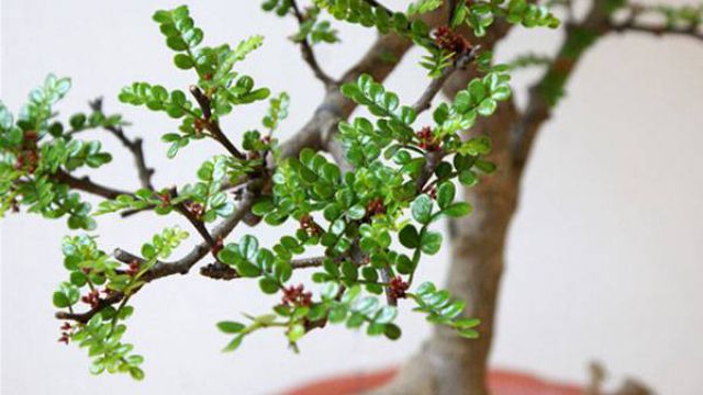 清香木黄叶怎么回事 清香木黄叶怎么回事