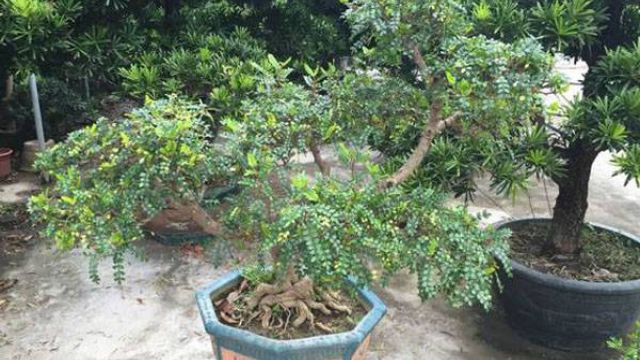 清香木有哪些作用 清香木有哪些作用