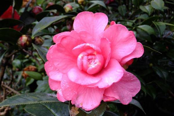 盆养茶花为什么不能小苗大盆 盆养茶花为什么不能小苗大盆