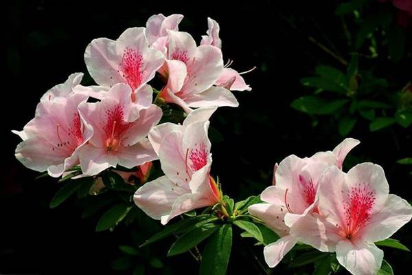 杜鹃花怎么浇水 杜鹃花怎么浇水