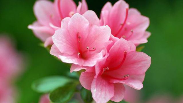 杜鹃花春季怎么养 杜鹃花春季怎么养
