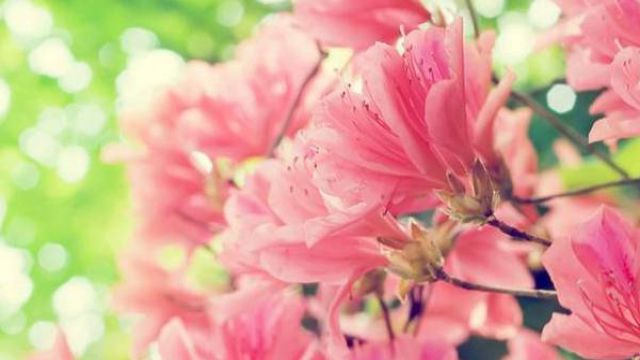 杜鹃花花期养护 杜鹃花花期养护