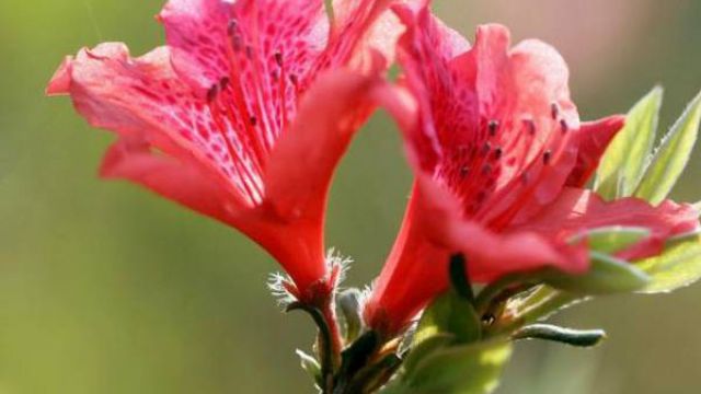 家里养杜鹃花有什么好处 家里养杜鹃花有什么好处