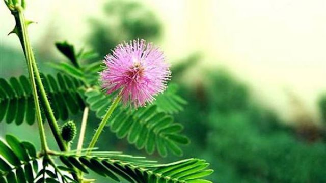 含羞草的养护要点 含羞草的养护要点