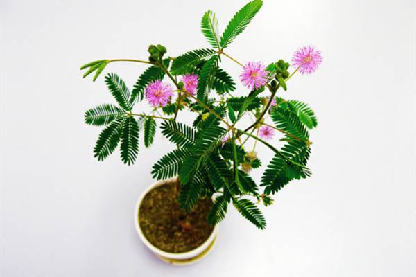 含羞草的价值有哪些 含羞草的价值有哪些