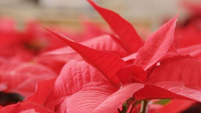 怎么控制一品红的花期 怎么控制一品红的花期