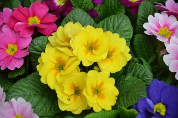 怎样控制报春花的花期 怎样控制报春花的花期