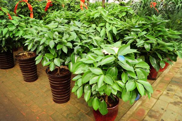 平安树的虫害防治 平安树的虫害防治