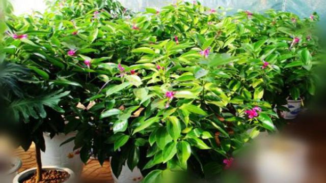 平安树的养殖方法和注意事项 平安树的养殖方法和注意事项