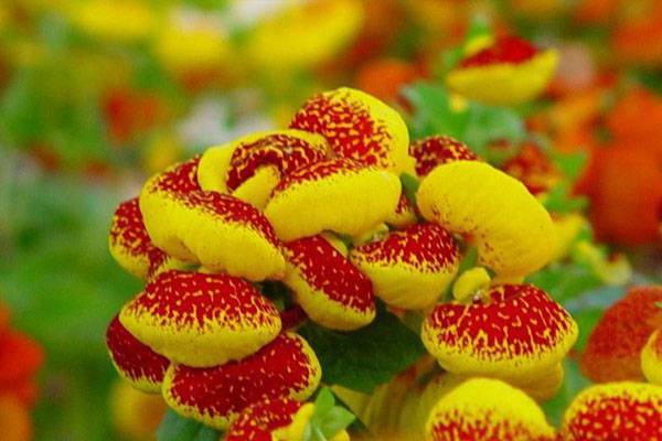 怎样让蒲包花在元旦,春节开花? 怎样让蒲包花在元旦,春节开花?