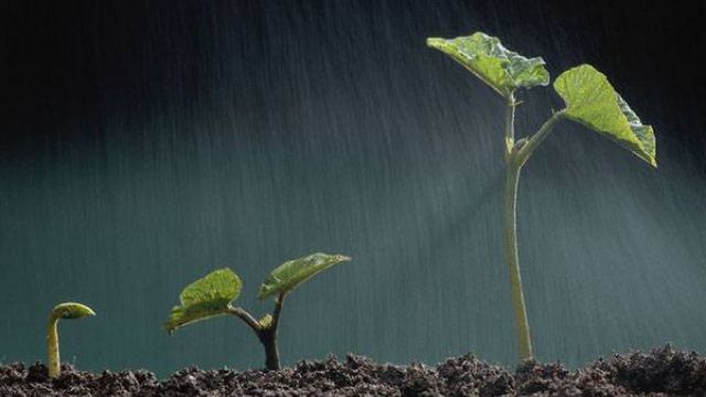 蒲包花怎么繁殖 蒲包花怎么繁殖