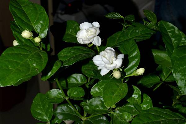 茉莉花如何移栽 茉莉花如何移栽