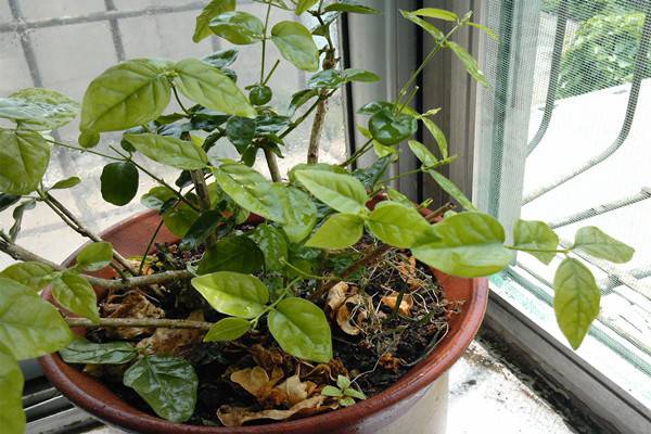 茉莉花枝枯病如何防治 茉莉花枝枯病如何防治