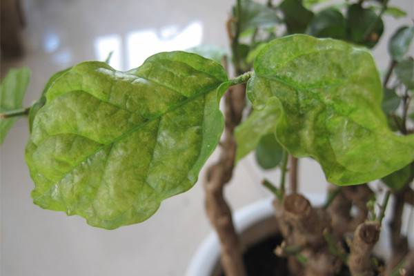 茉莉花叶子发黄怎么办 茉莉花叶子发黄怎么办
