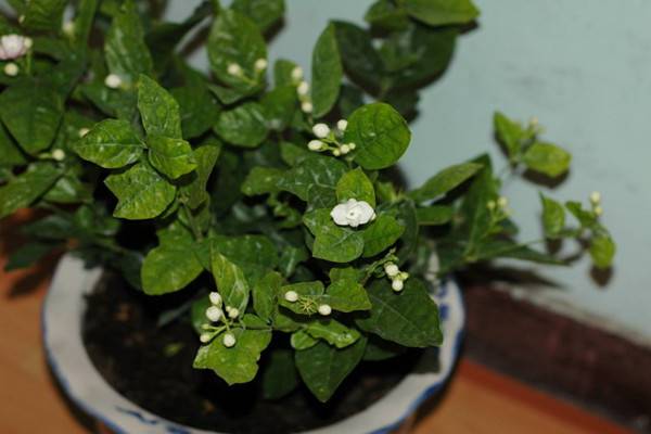茉莉花叶斑病如何防治 茉莉花叶斑病如何防治